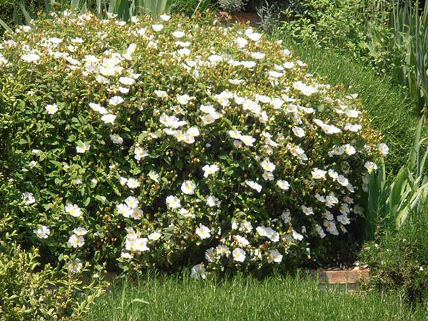 Giardino Toscana